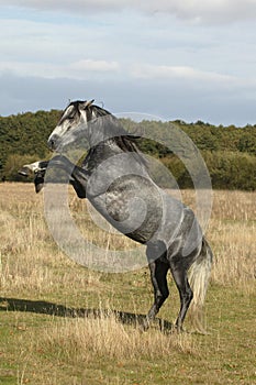 LUSITANO HORSE REATING UP ON HIND LEGS