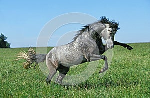 Lusitano Horse, Stallion Bucking