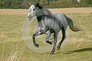 Lusitano Horse, Stallion Galloping