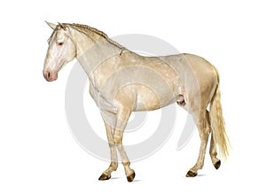 Lusitano horse walking in front, side view, isolated