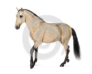 Lusitano horse walking, side view, isolated