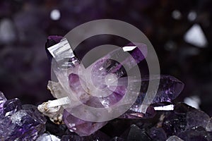 Lustrous Amethyst Crystals from Las Vigas de RamÃ­rez