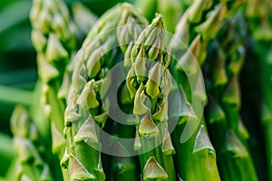 Lustrous Asparagus closeup green. Generate Ai photo