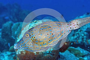 Luterus scriptus, scrawled filefish