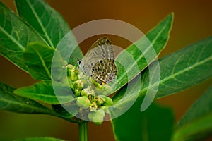 Luthrodes pandava butterfly nectaring on flower