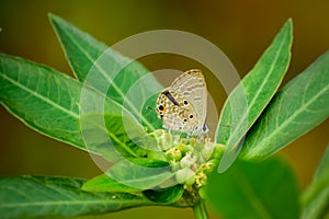 Luthrodes pandava butterfly nectaring on flower