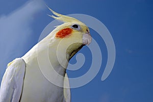 Lutino cockatiel