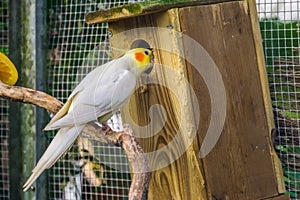 Lutino cockatiel looking in a bird house, popular color mutation in aviculture, tropical bird specie from Australia