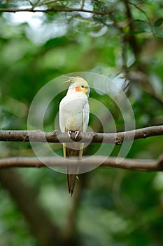 Lutino mutation cockatiel (Nymphicus hollandicus)