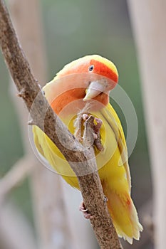 Lutino peach face love bird agapornis rosiecollis