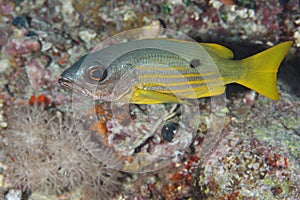 Lutjanus ehrenbergi - Snapper - Red Sea