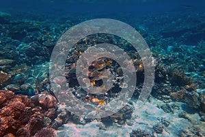 Lutjanus fulviflamma fish from Red Sea