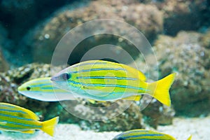 Lutjanus kasmira - Bluestripe snapper