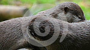 Lutra lutra - Eaurasian Otters very cute cuddlin tpogether