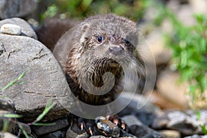 Lutra in nature habitat. Portrait of water predator. Wildlife scene