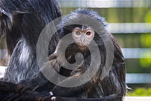 The lutung monkey