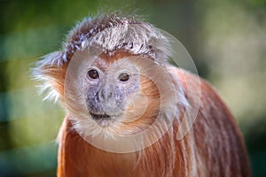 The lutung monkey