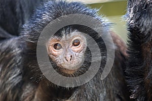 The lutung monkey