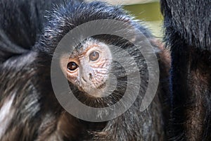 The lutung monkey