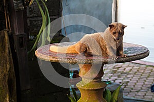 The Luwak civet cat