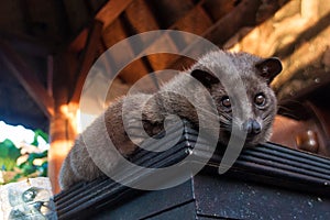 The Luwak civet cat