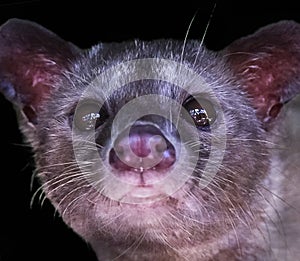 Luwak Civet Cat in Bali, Indonesia, closeup