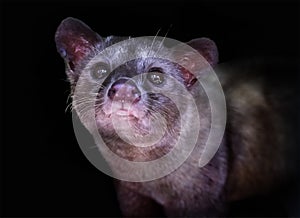 Luwak Civet Cat in Bali, Indonesia photo