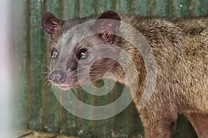 Luwak Civet used to make Coffee in Bali, Indonesia