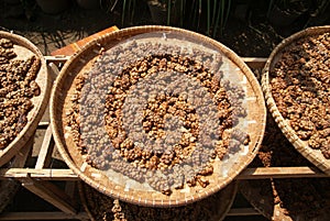 Luwak Coffee Bean
