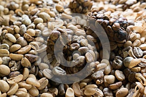 Luwak Coffee Beans