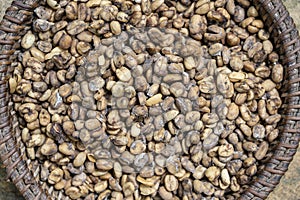 Luwak coffee, unclean coffee beans, closeup. Kopi luwak is coffee that includes part-digested coffee cherries eaten and defecated