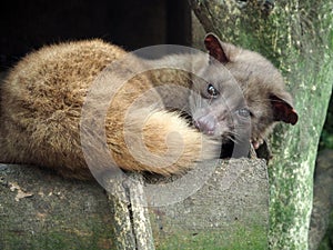 Luwak or palmetto civet too intensely exploited in coffee production in Bali, Indonesia