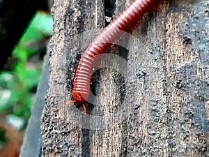 Luwing is a type of arthropod from the class Myriapoda, which in Greek means many-legged.