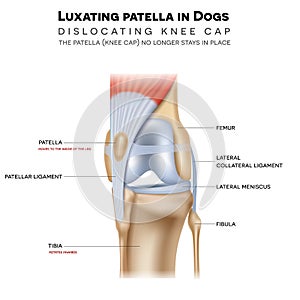 Luxating patella in dogs photo