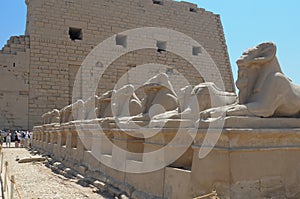 Luxor Sphinx Egypt