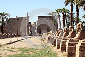Luxor Temple photo