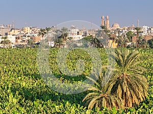 Luxor Temple And Banana Plantation With Palm Tree