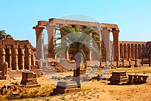 Luxor Temple and a palm tree