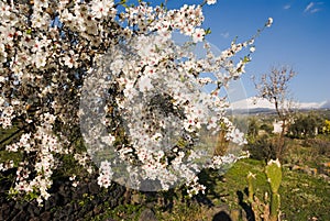 luxuriant flowering white photo