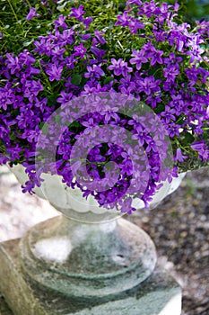 Luxuriant plant of violet campanula medium