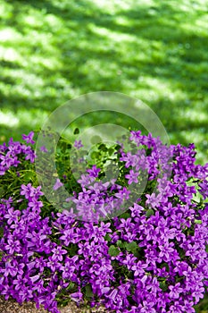 Luxuriant violet campanula medium plant in a green garden