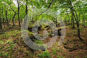 The luxuriant woods of volcano Etna photo