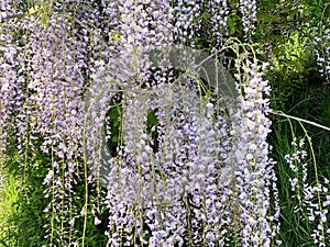 Luxuriantly blooming wisteria