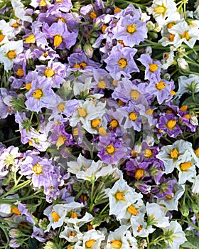 Luxurious beautiful collage of many white and purple with yellow core potato flowers. Period of growth