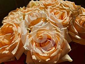 Luxurious bouquet of hybrid tea roses in yellow, orange, peach and apricot colors. Closeup still life photo of blooming