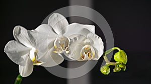 Luxurious branch of white orchid flower Phalaenopsis, known as Moth Orchid or Phal on black background