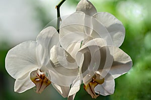 Luxurious branch of white phalaenopsis orchid flower Phalaenopsis, known as the Moth Orchid or Phal on black background