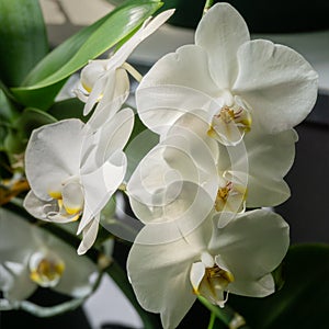 Luxurious branch of white phalaenopsis orchid flower Phalaenopsis, known as the Moth Orchid or Phal on black background