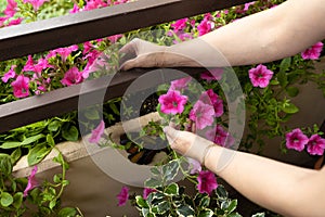 Luxurious bright petunia blooms on the balcony.