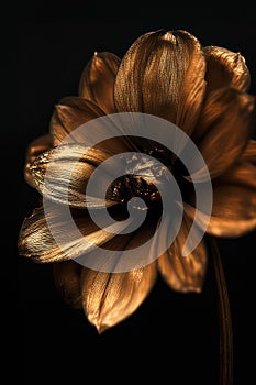 Luxurious Brown Flower with a Dark Background, Exquisite Floral Art Photography